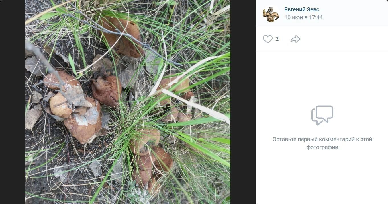 Грибы в лесах пока засохшие