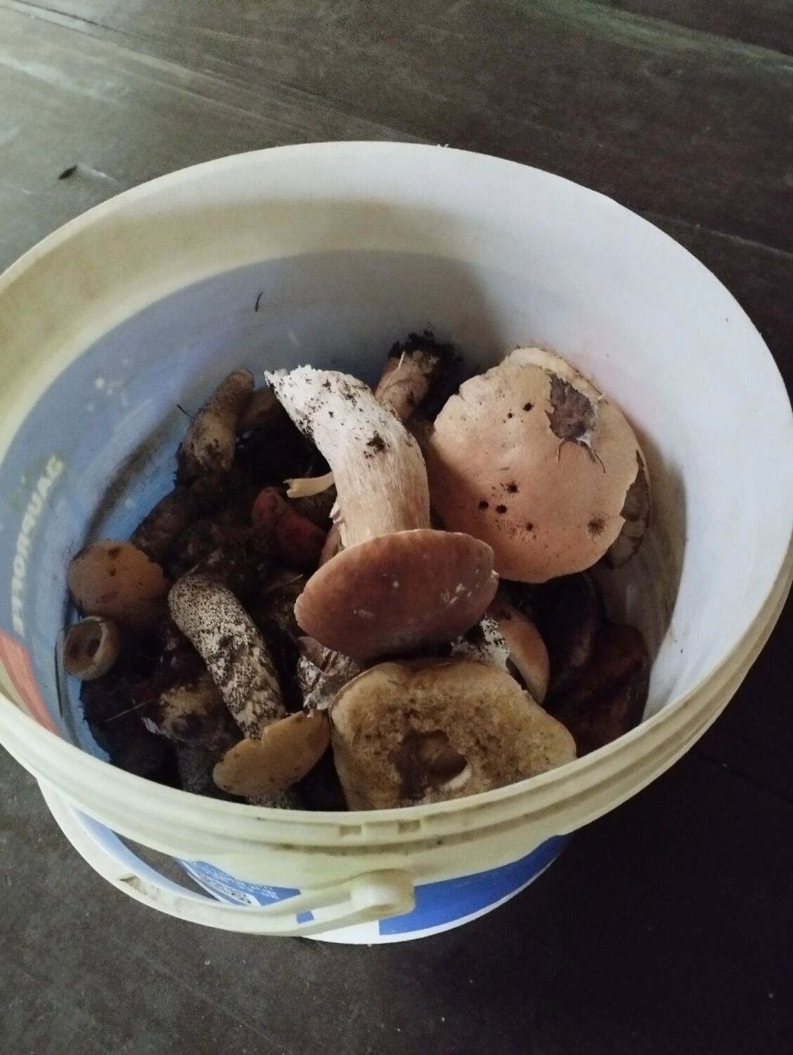 Когда собирать подберезовики