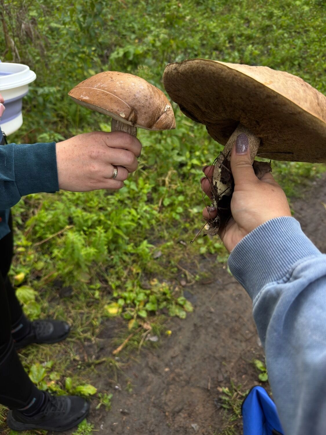 Оренбуржцы показали, какие грибы собрали в лесах в августе