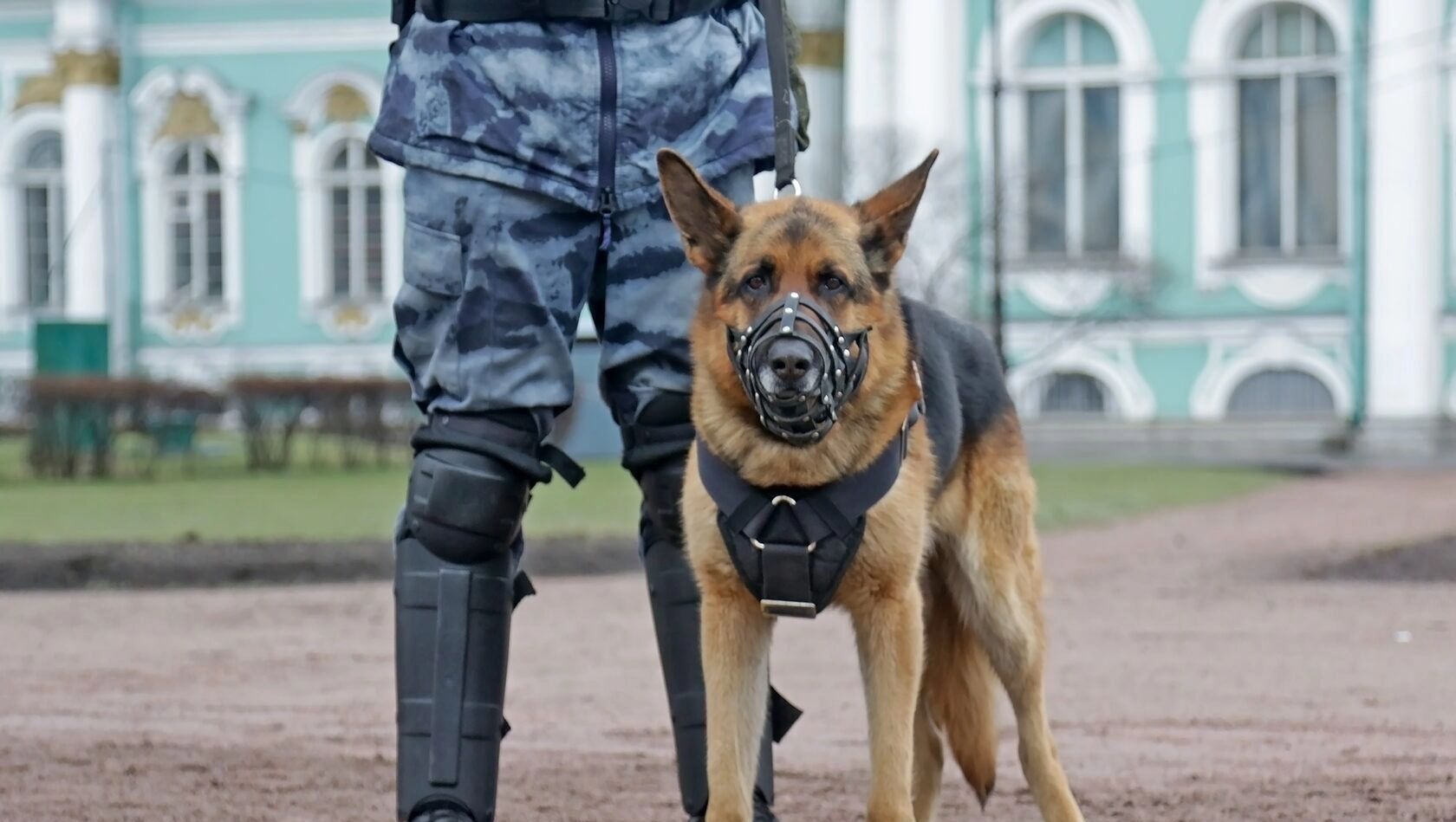 Собачьи законы. Как дело «писающего пса» раскололо москвичей на два лагеря Собачьи законы. Как дело «писающего пса» раскололо москвичей на два лагеря