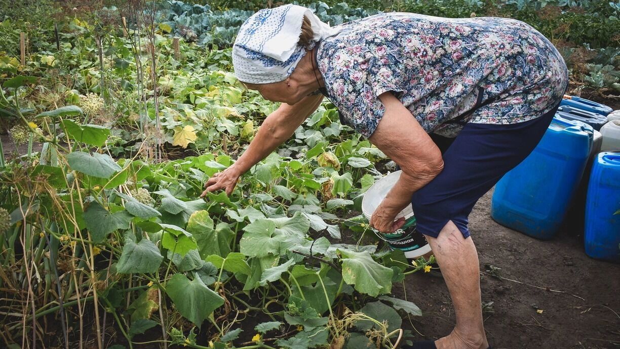 Пожелтевшие листья стоит удалить, чтобы они не мешали остальным