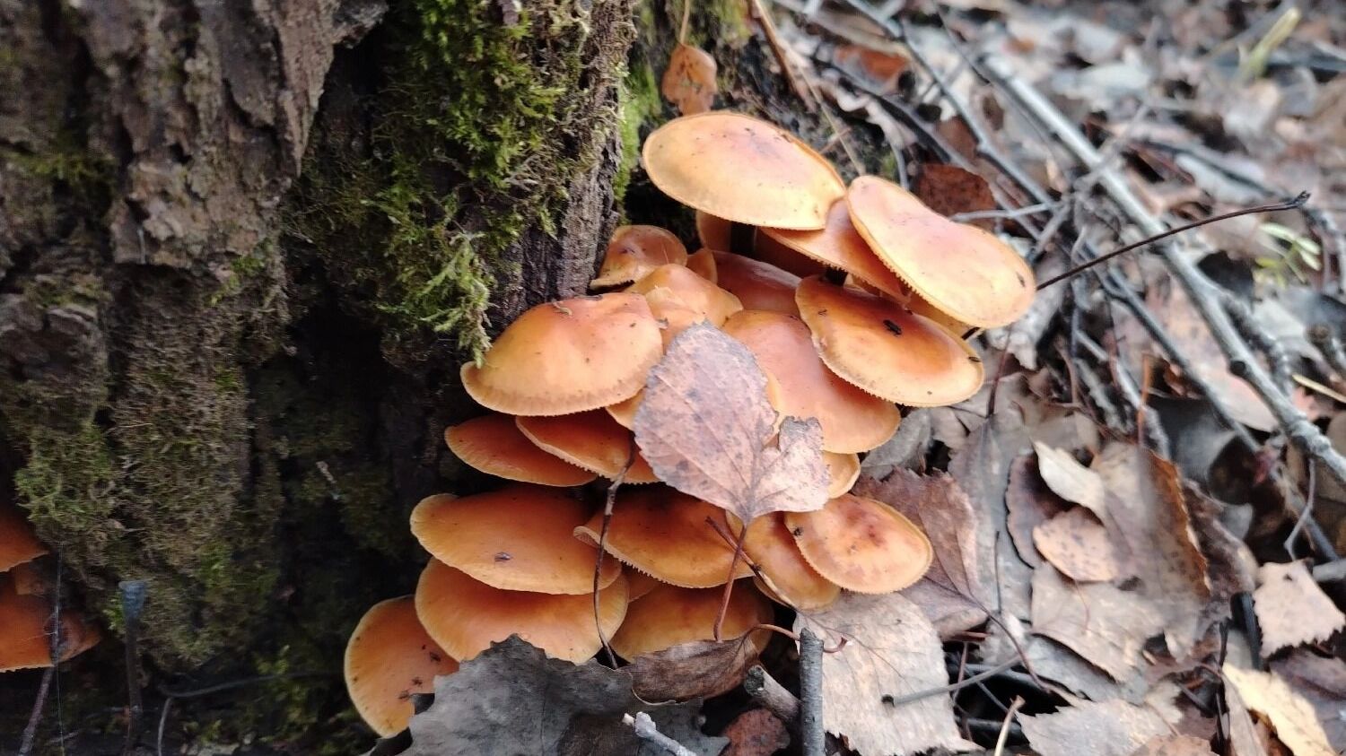 Зимние опята в Нижегородской области (ноябрь 2024 года)