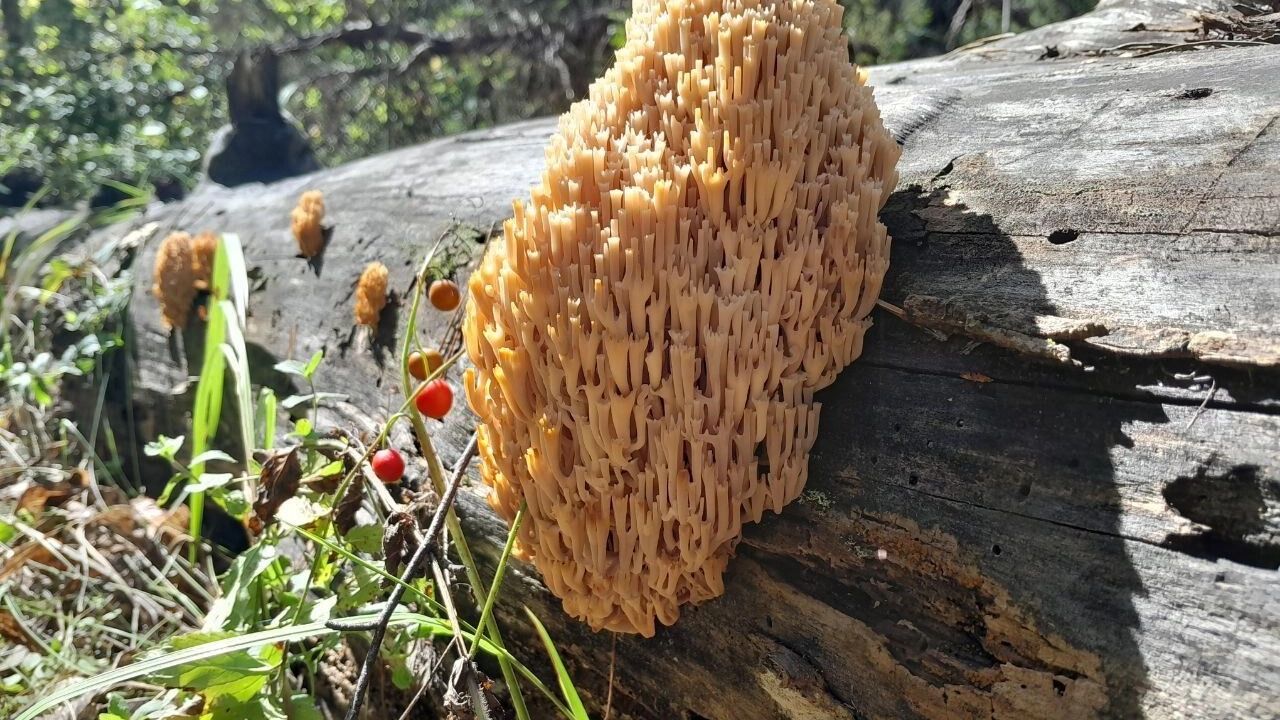 В Бузулукском бору найдены экзотические грибы