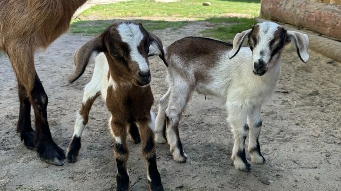 На&nbsp;фото: маленькие козлята