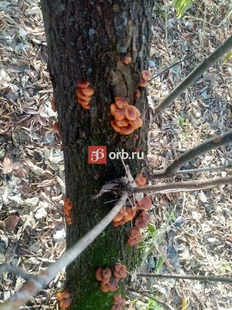 Зимние опята в лесах Оренбуржья