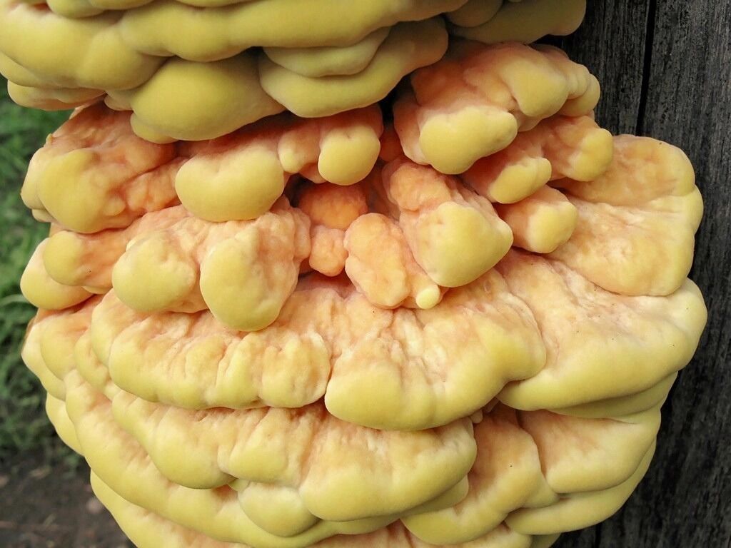 В лесах Оренбуржья можно найти трутовик чешуйчатый