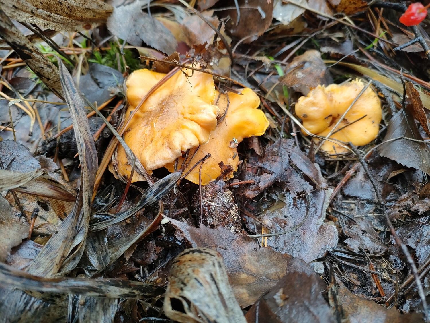 Лисички пережили даже первые снегопады в Нижегородской области