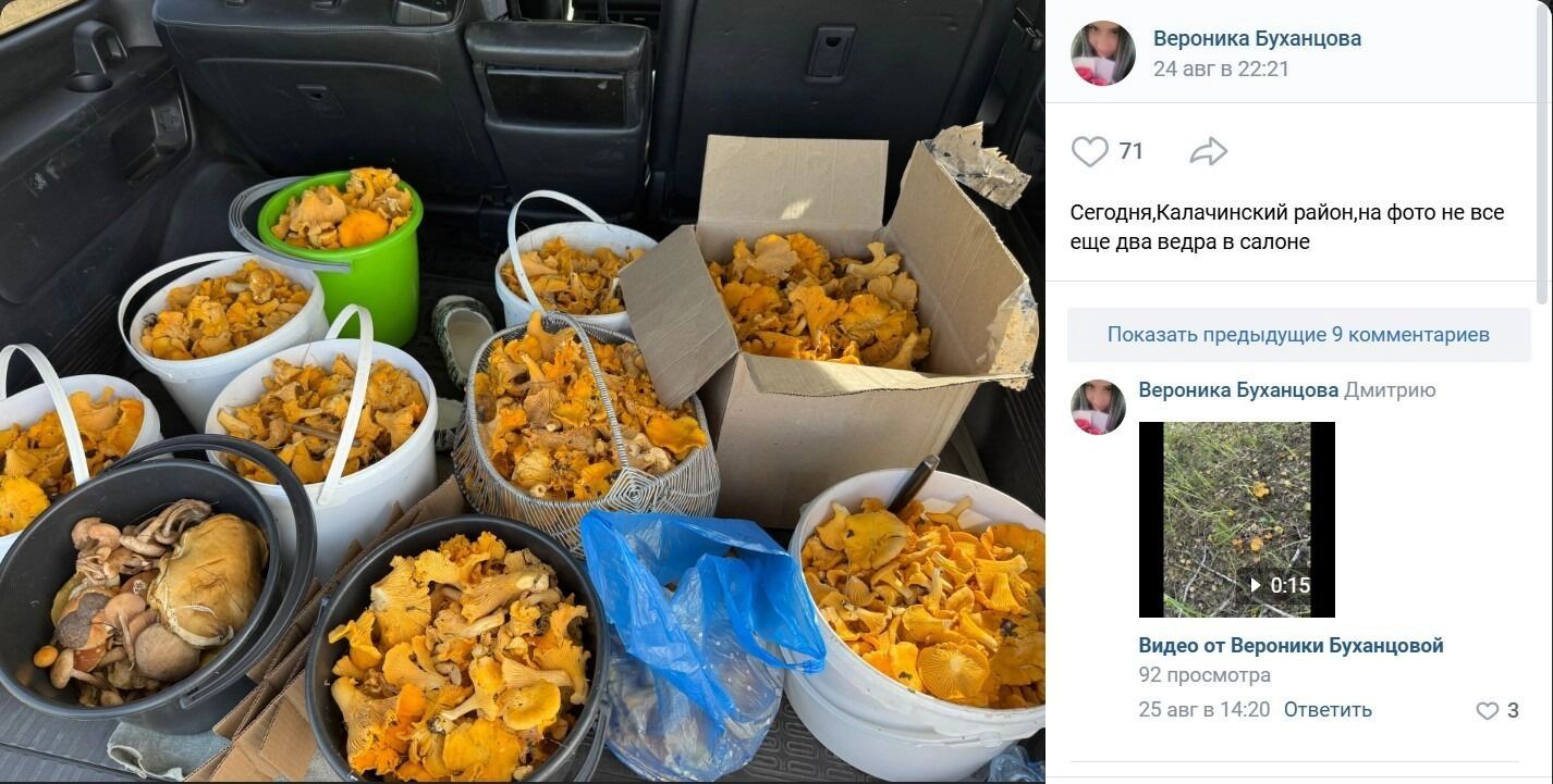 Множество лисичек попалось в&nbsp;одном из&nbsp;лесов Калачинского района