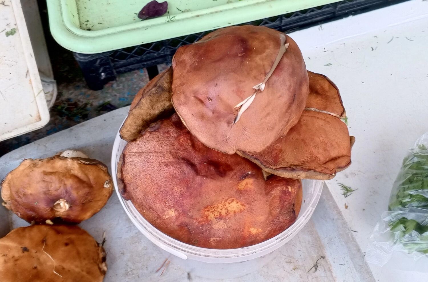 Красноголовики продают за 400 рублей