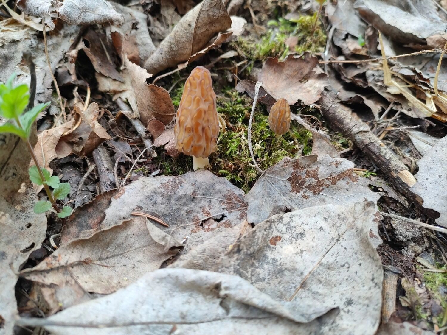 Грибы в нижегородских лесах