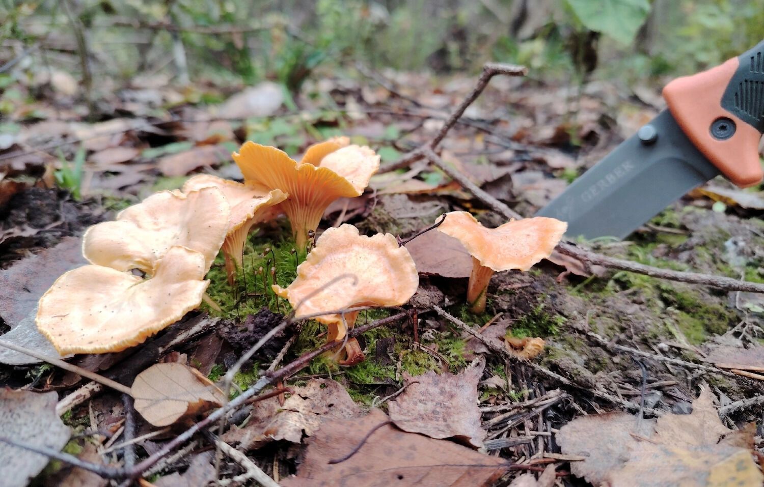Иногда нижегородским грибникам улыбается удача