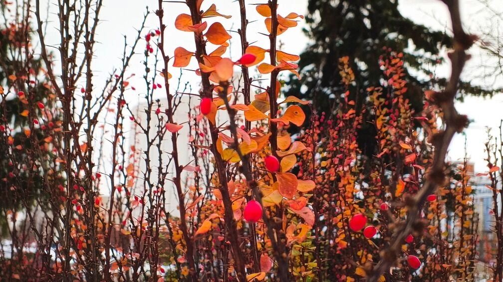 Аномальная осень — 2025: чем погода удивит россиян