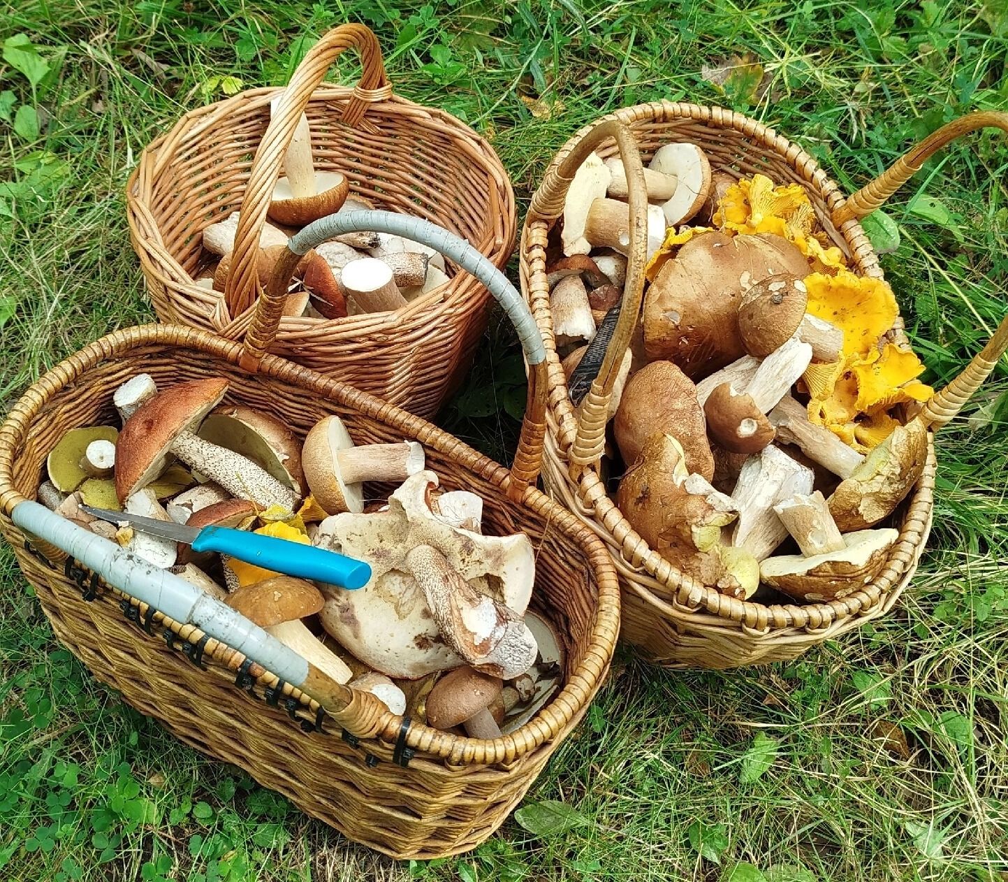 Урожай лисичек, белых и других грибов