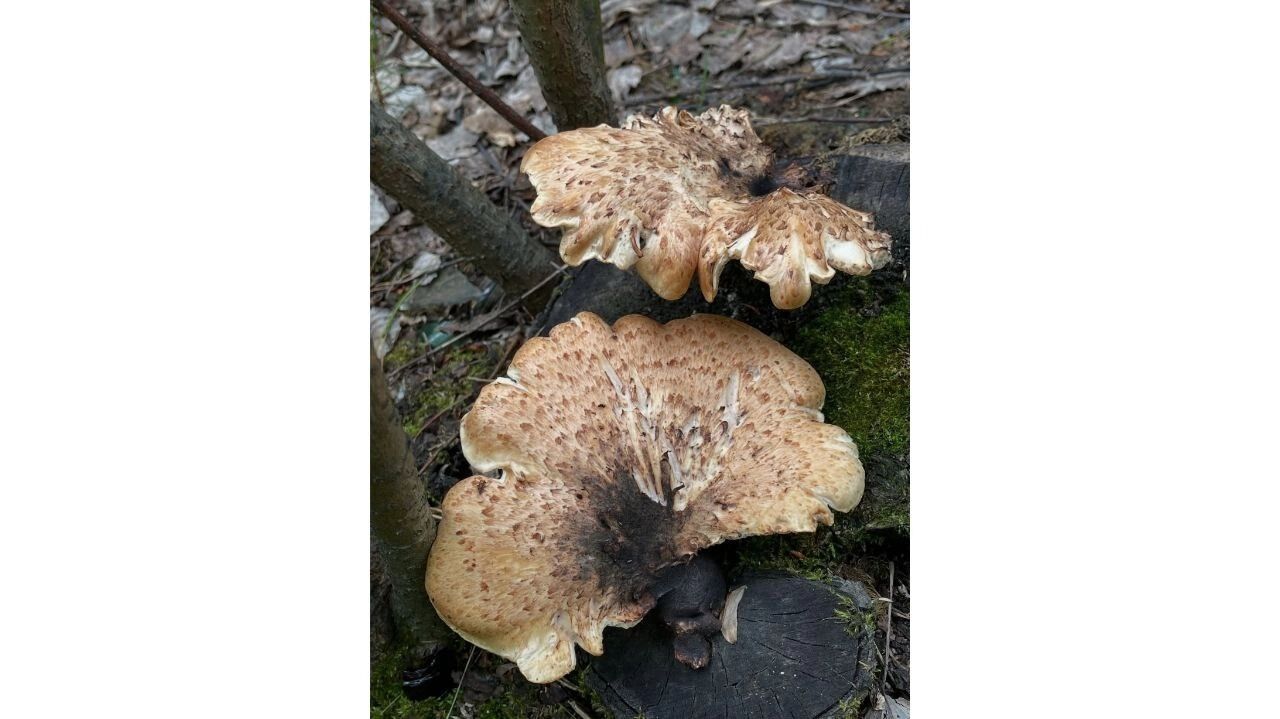 Трутовик чешуйчатый