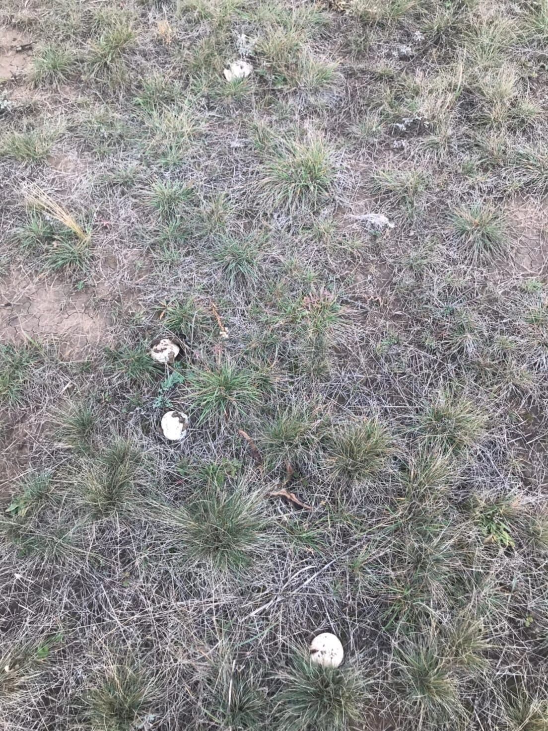 Шампиньоны в Оренбуржье