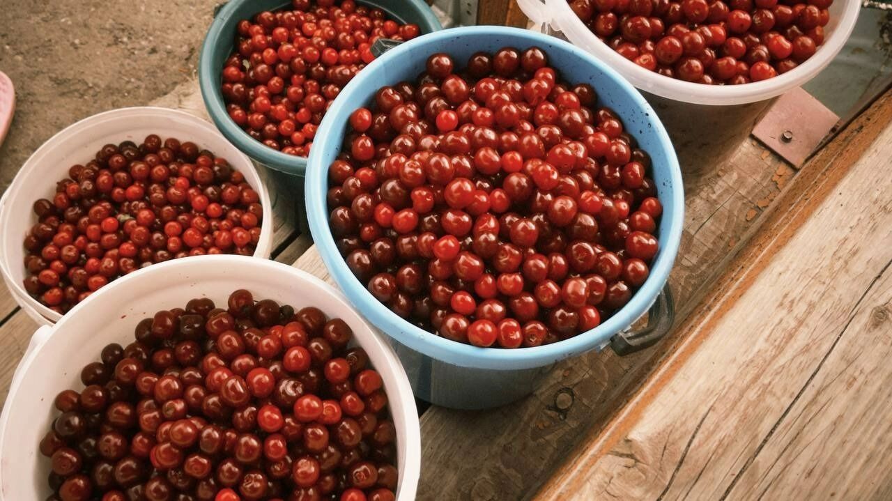 крайне важно вовремя распознать признаки коккомикоза, чтобы сохранить не&nbsp;только урожай, но&nbsp;и&nbsp;сами плодовые насаждения.