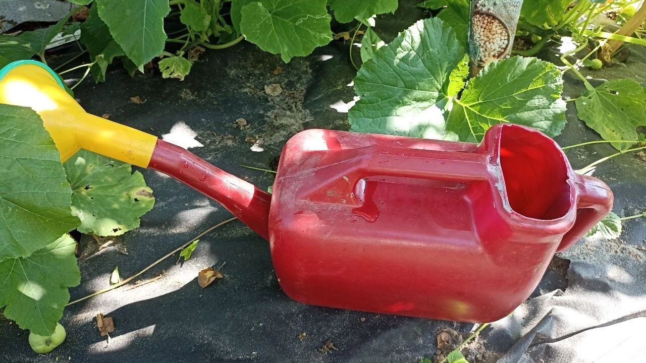 На фото: лейка на грядке с геотексом