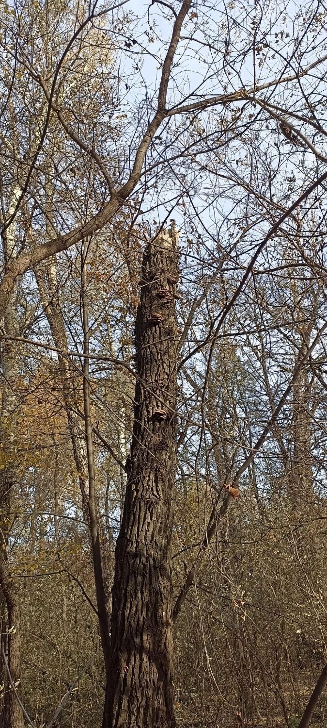 Что находят в лесах Оренбуржья грибники