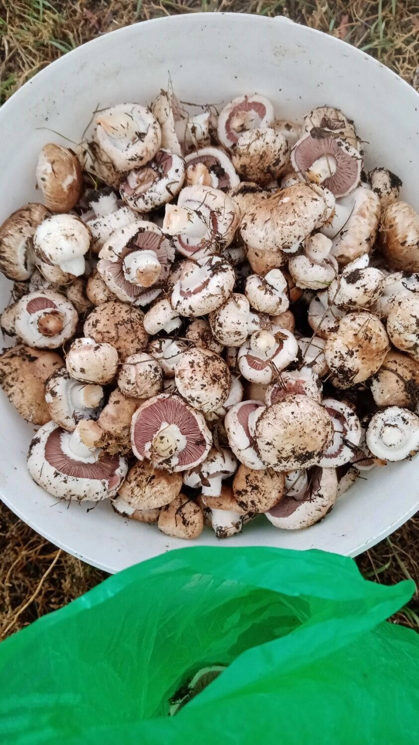 Шампиньоны в Илекском районе Оренбуржья