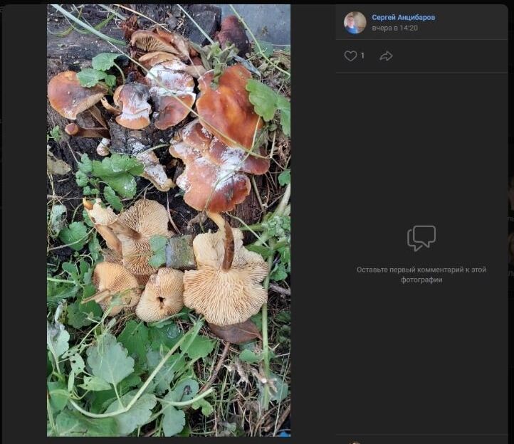 Как отмечают опытные грибники, на скриншотах «красуется» съедобная фламмулина или зимний опенок