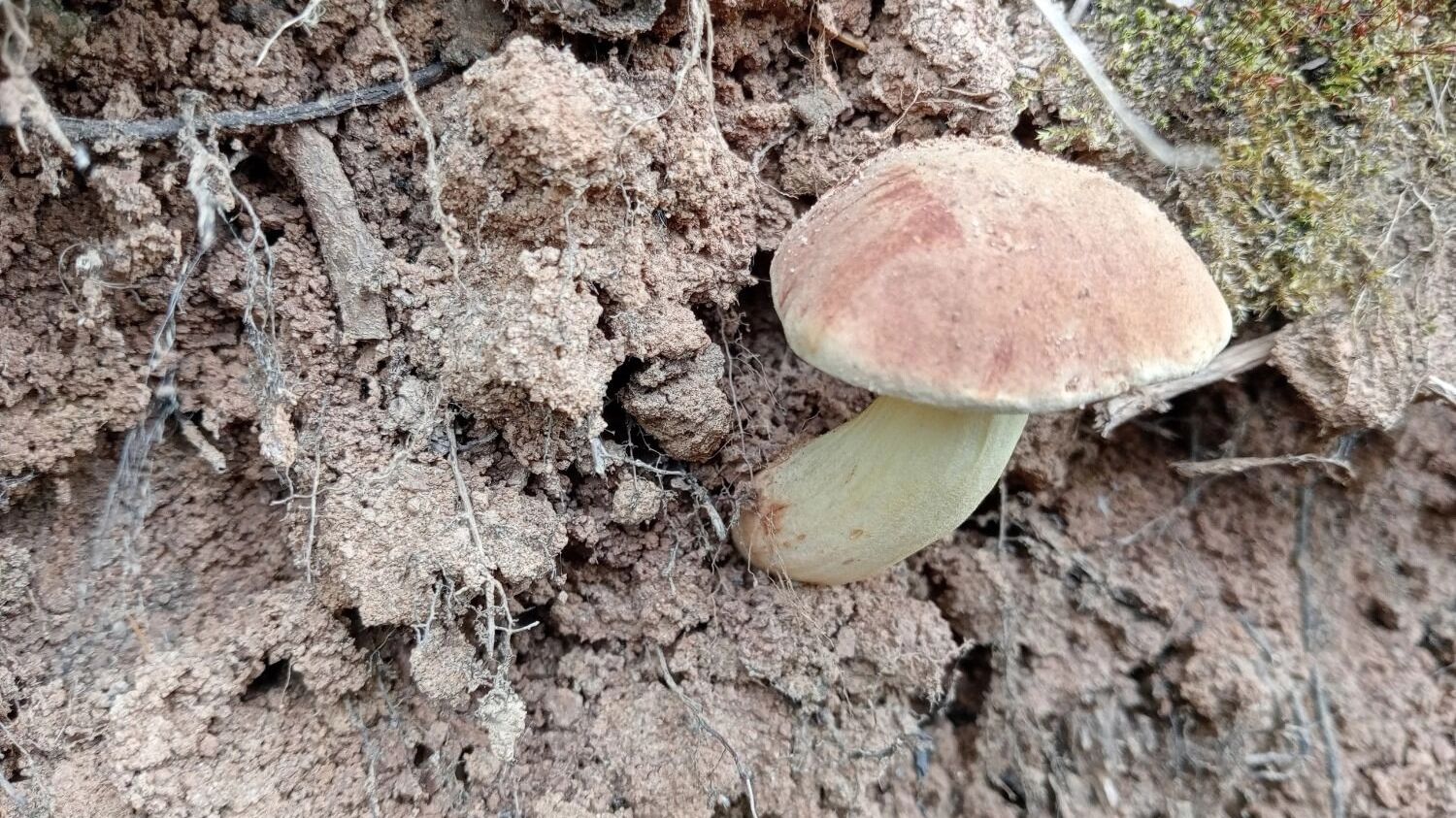 Белые грибы, моховики  и пилолистники растут в нижегородских лесах