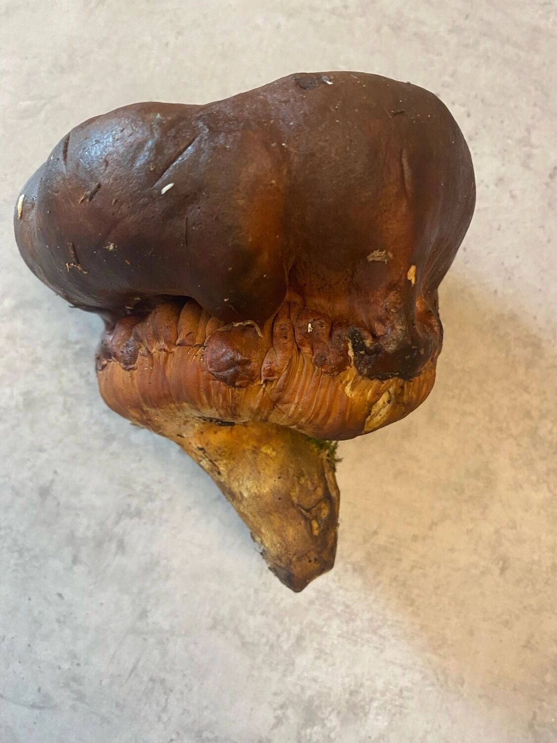 Грибы-уродцы в Нижегородской области