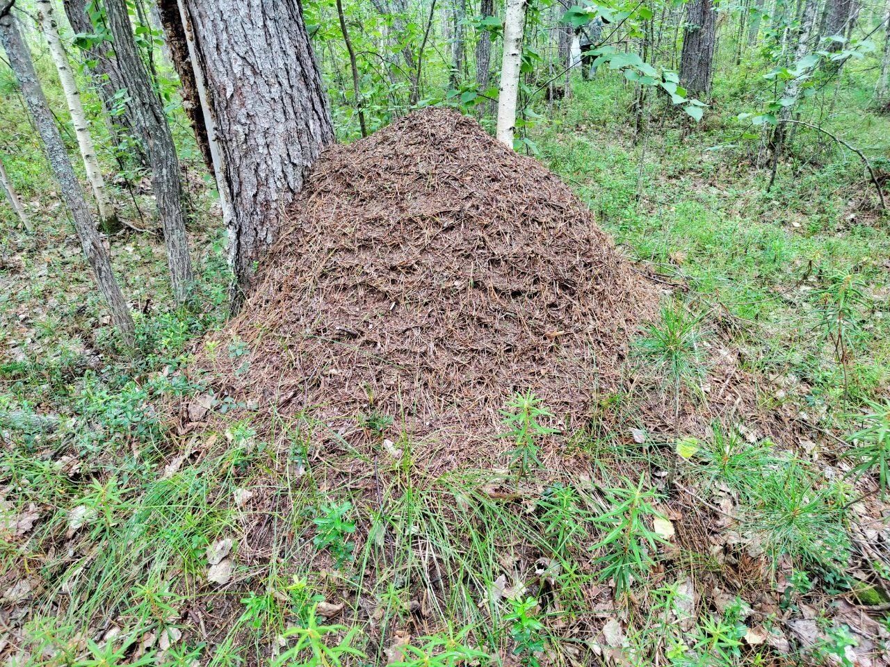 В лесу красиво