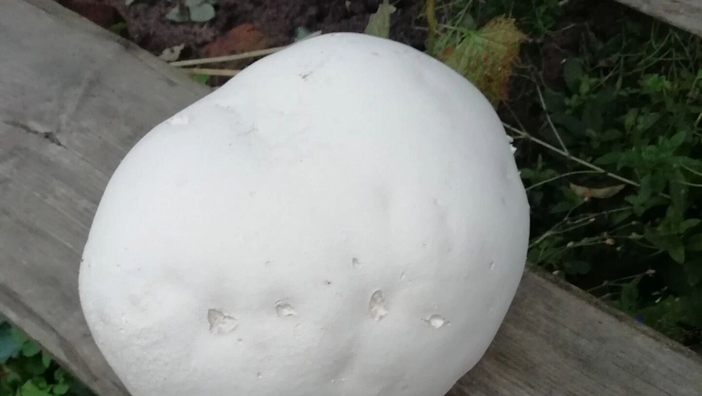 Гигантский гриб-головач в Нижегородской области