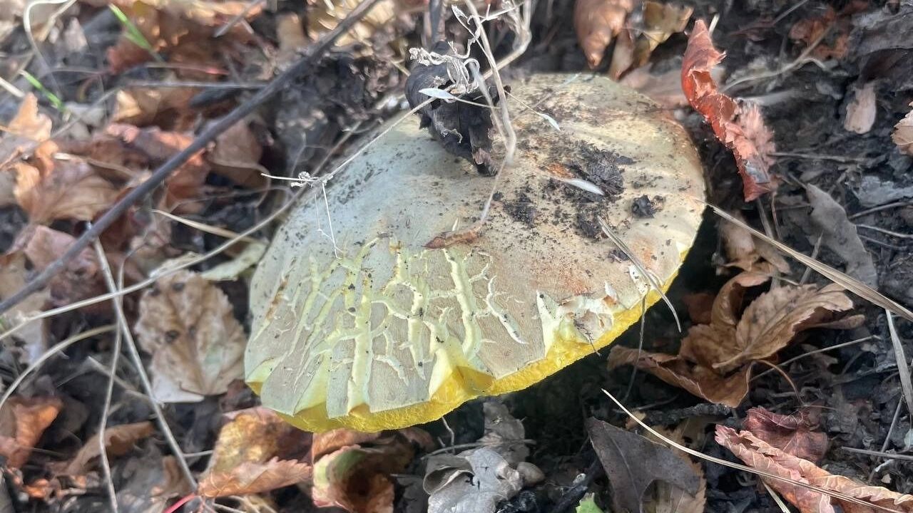 Чащи Волгоградской области заполонили грибы