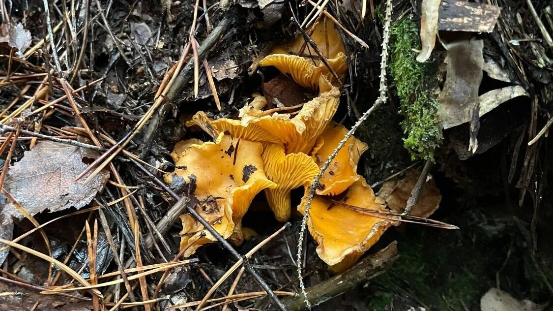 Грибы в Керженце