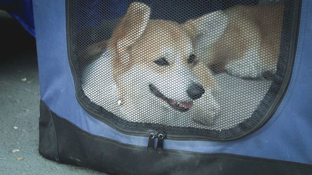 На&nbsp;фото: собака в&nbsp;переноске