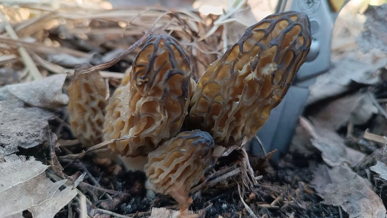 В оренбургских лесах начали появляться первые грибы