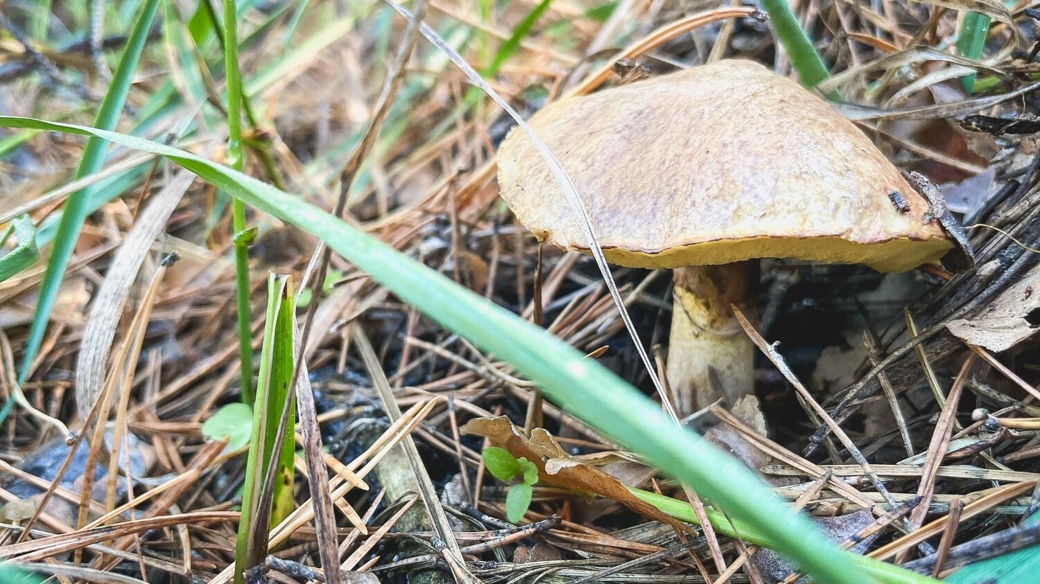 Чащи Волгоградской области заполонили грибы
