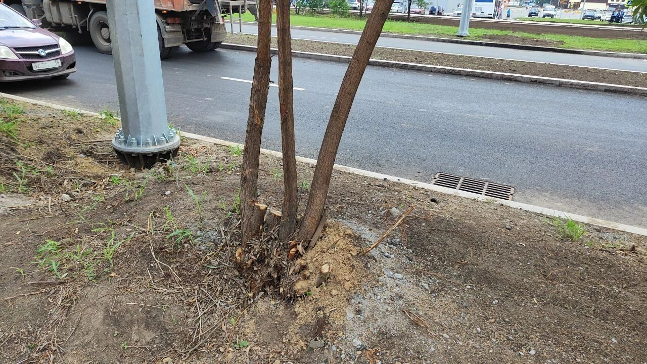 Деревья не выглядят идеально здоровыми