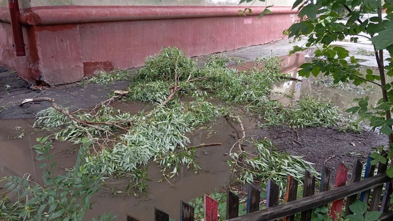 Дерево на Учебной
