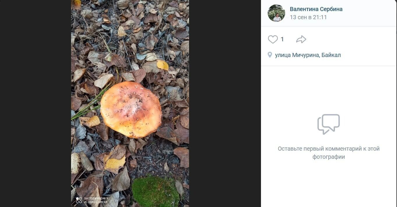 Немного грибов встречается в районе Сыропятского тракта
