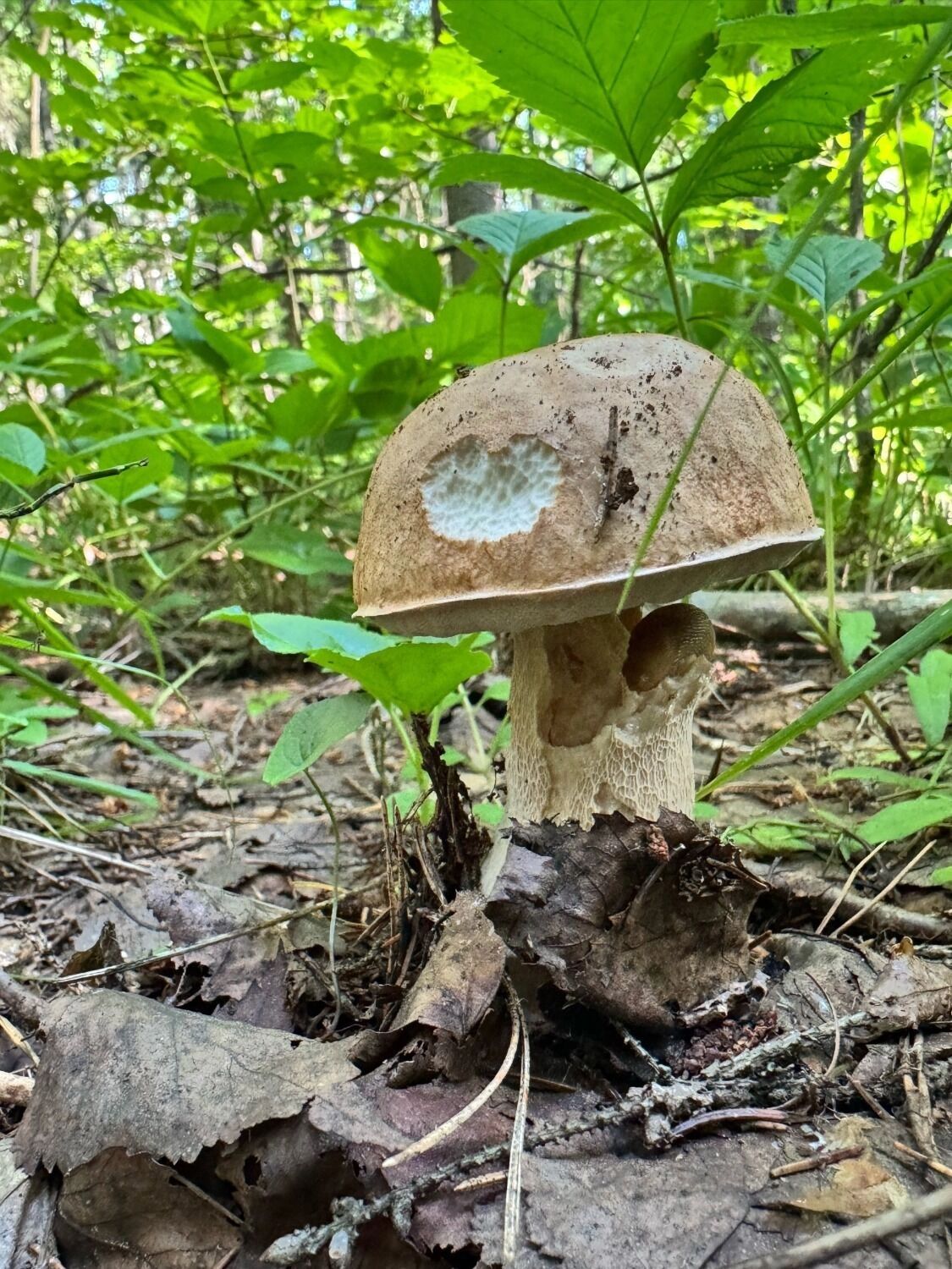 Судя по надкушенной шляпке - белые нравятся не только людям