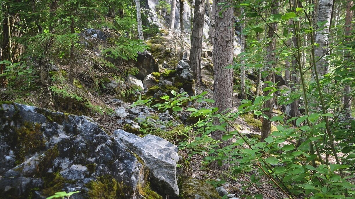 На&nbsp;фото: лесной массив в&nbsp;горах