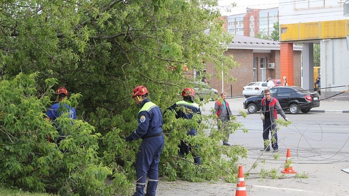 В Туле упавший американский клен повредил три автомобиля и линию электропередач. Отмечается, что клен не выглядел аварийным