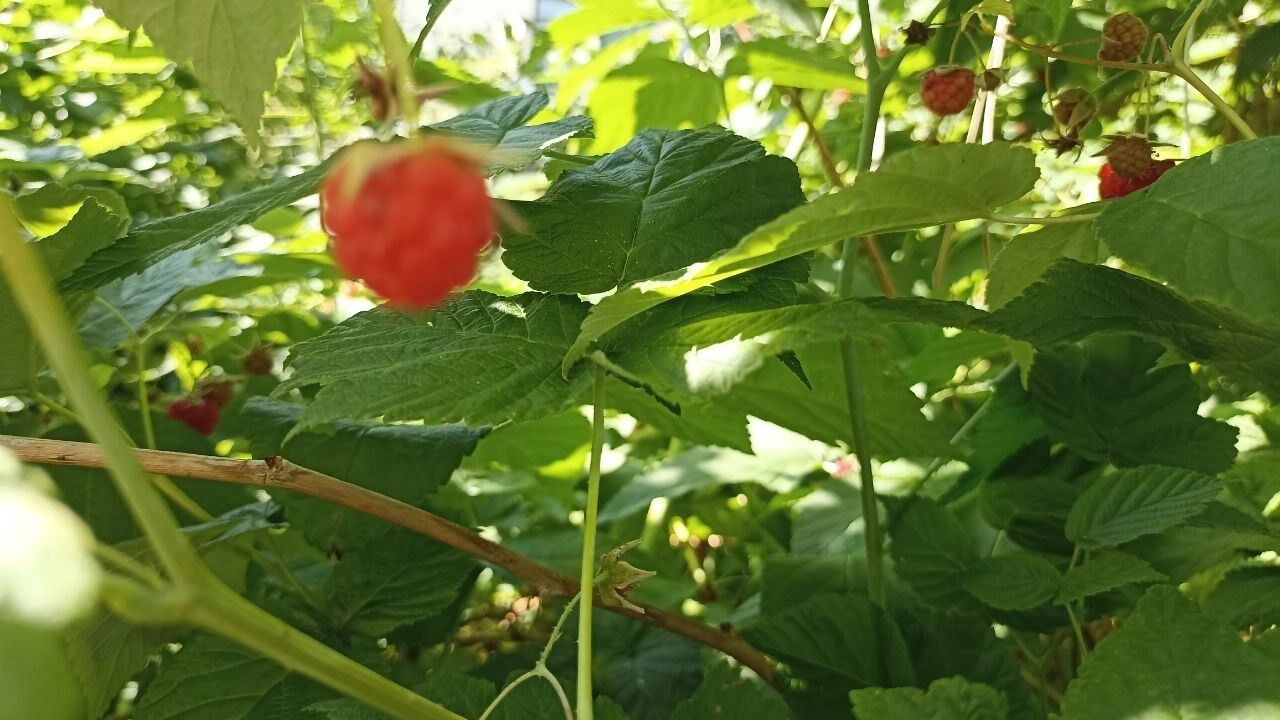 На фото: малина растет на ветке