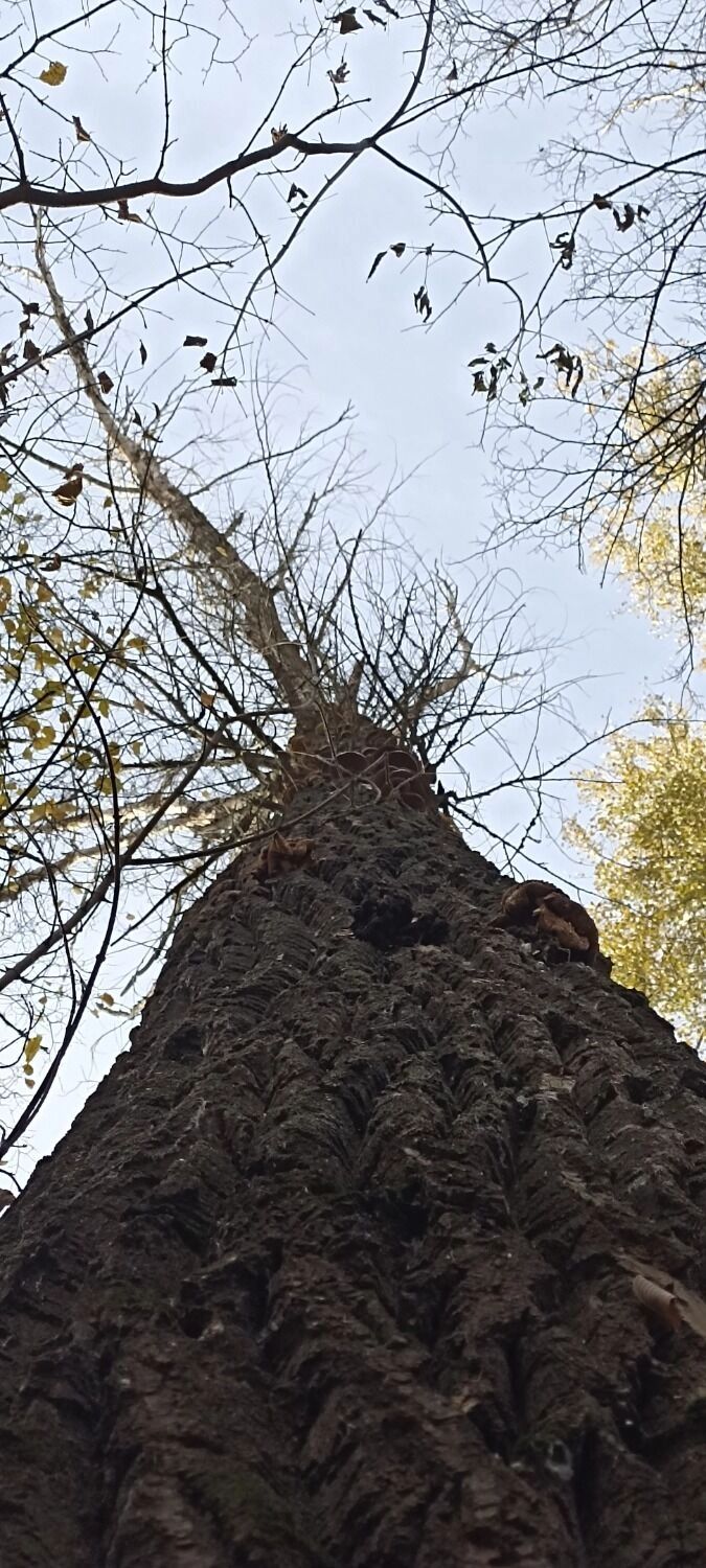 Что находят в лесах Оренбуржья грибники