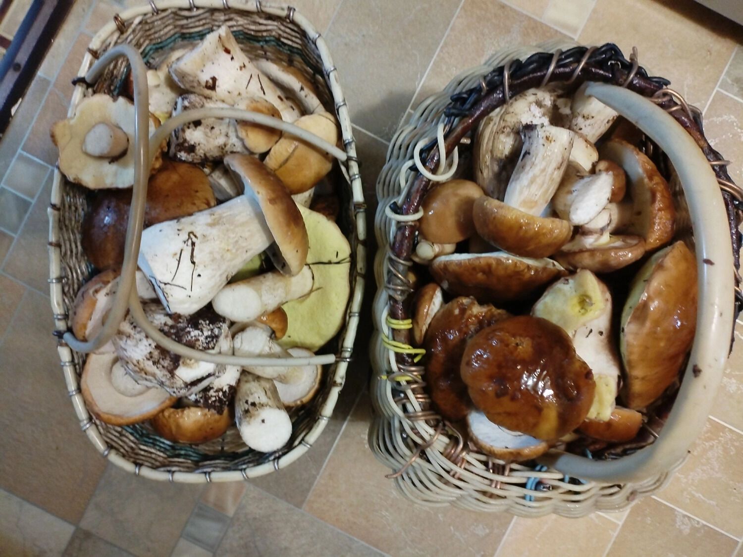 Грибы из Володарского округа