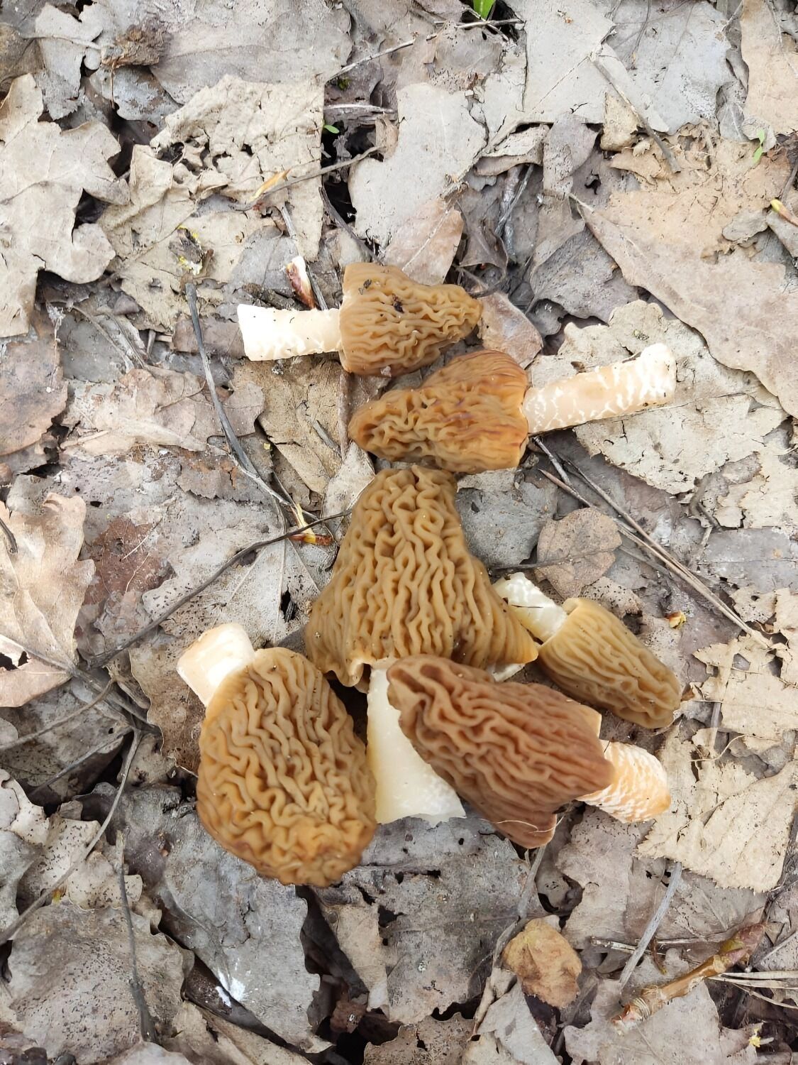 сморчковая шапочка