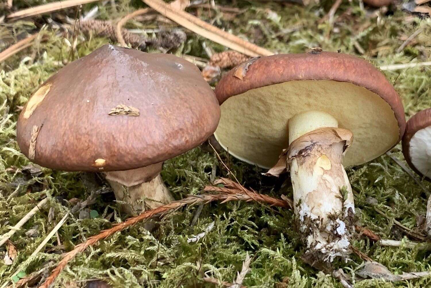 маслята поздние