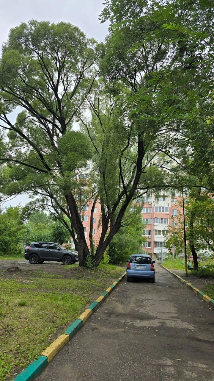 Аварийные деревья возле дома на 19-го Партсъезда, 32а