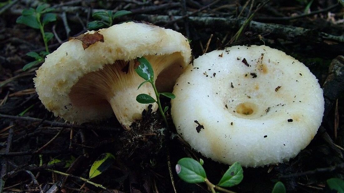 Окрестности озер Песчаное и Балтым в Свердловской области богаты на грузди