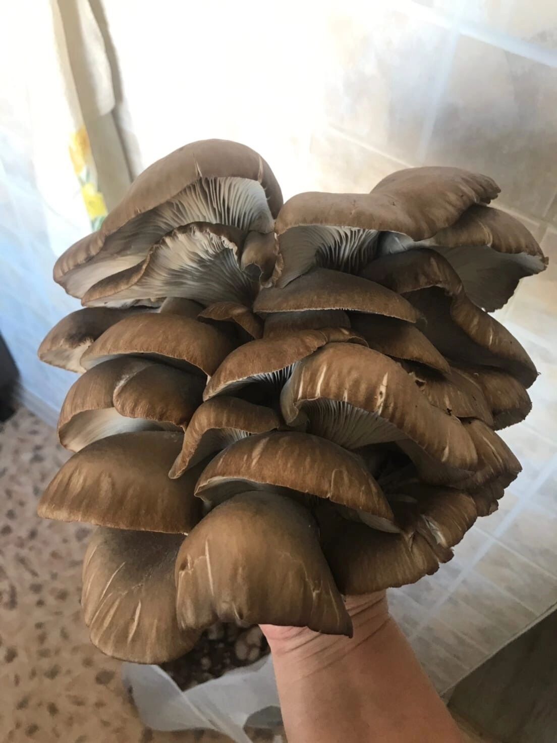 Вешенки в Оренбуржье