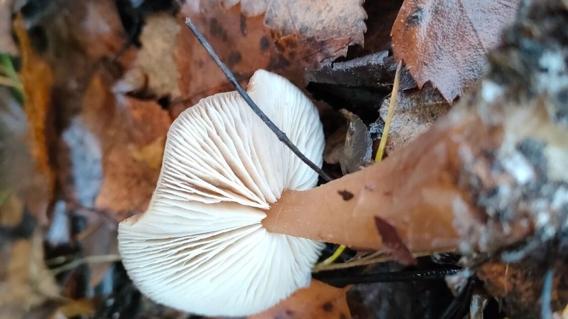 Ноябрьские грибы в Нижегородской области