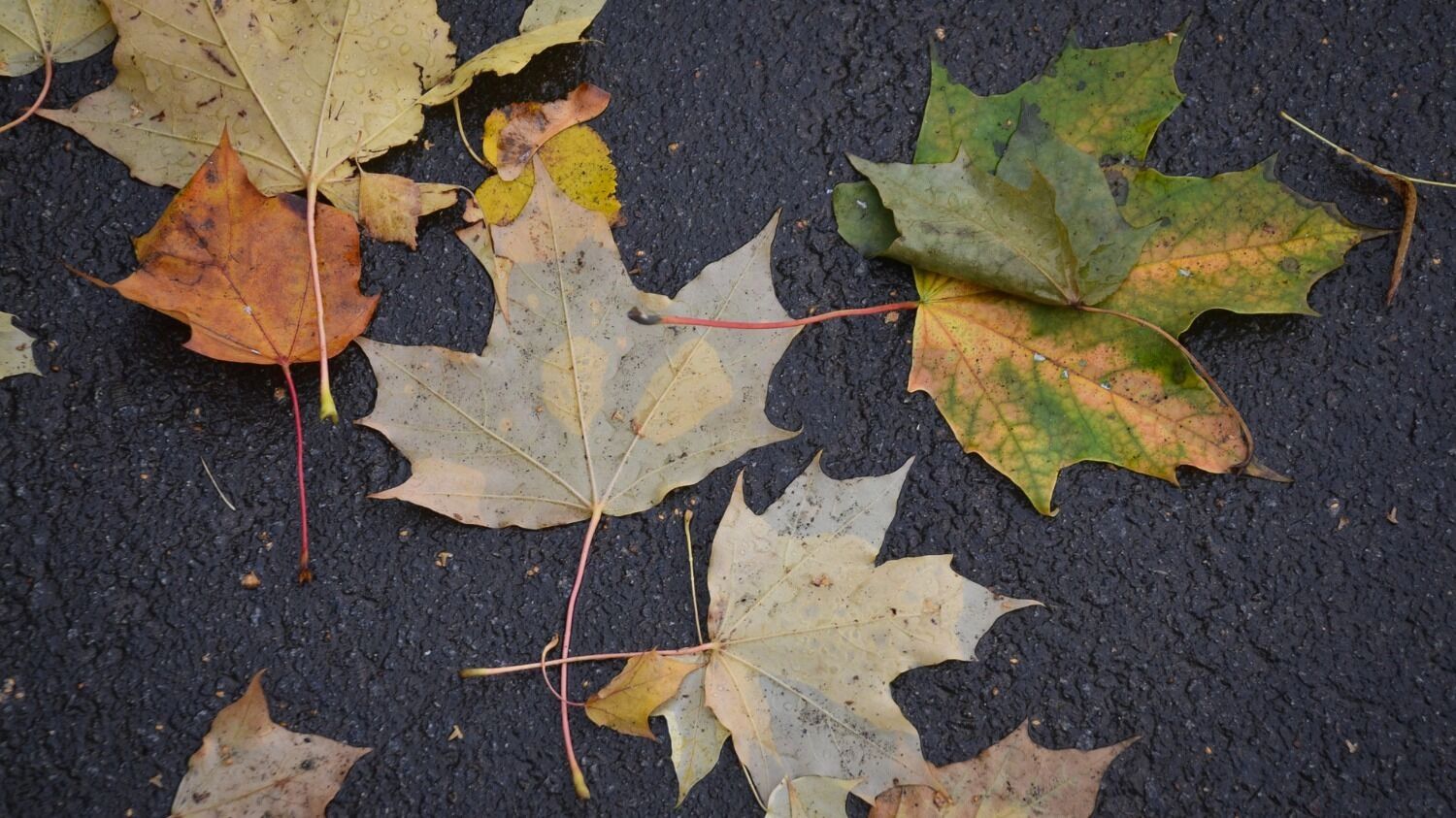 Некоторые синоптики считают, что сентябрь ожидается тёплым, как и&nbsp;в&nbsp;прошлом году