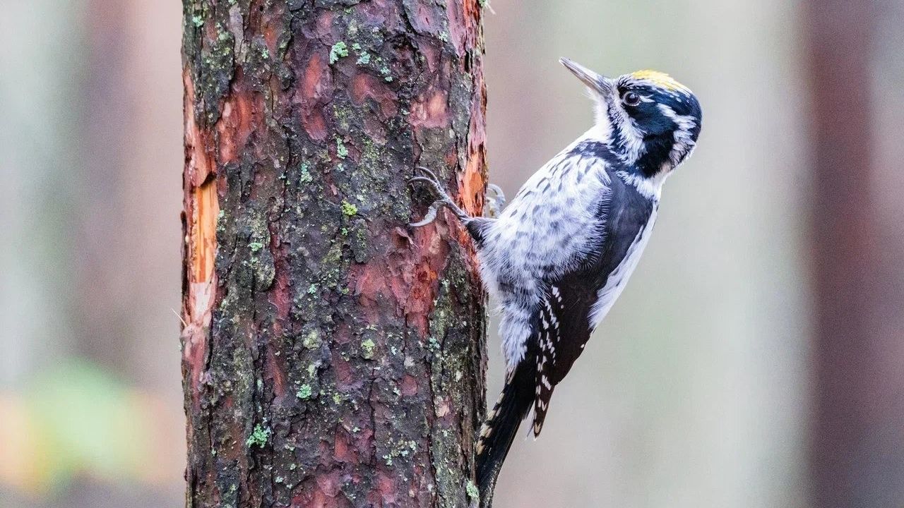 В Петербурге запечатлели редкого трехпалого дятла (фото)